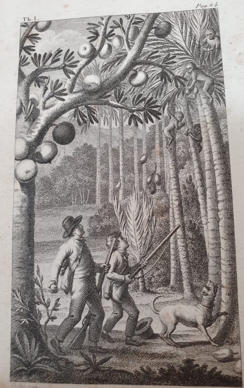 Engraving, showing two men with muskets and a dog, who are standing between palm trees and fruit trees and looking up to some monkeys.