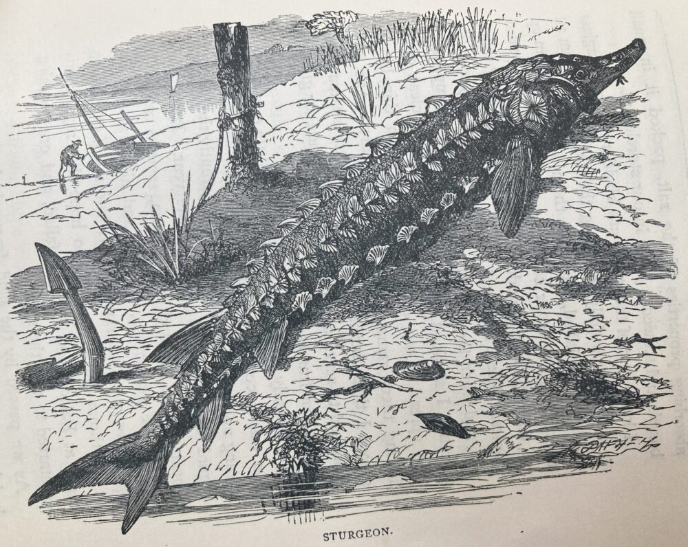 Robinson-Library. Engraving of a sturgeon, from an edition from 1891, edited by W.H.G. Kingston (illustrator unknown).