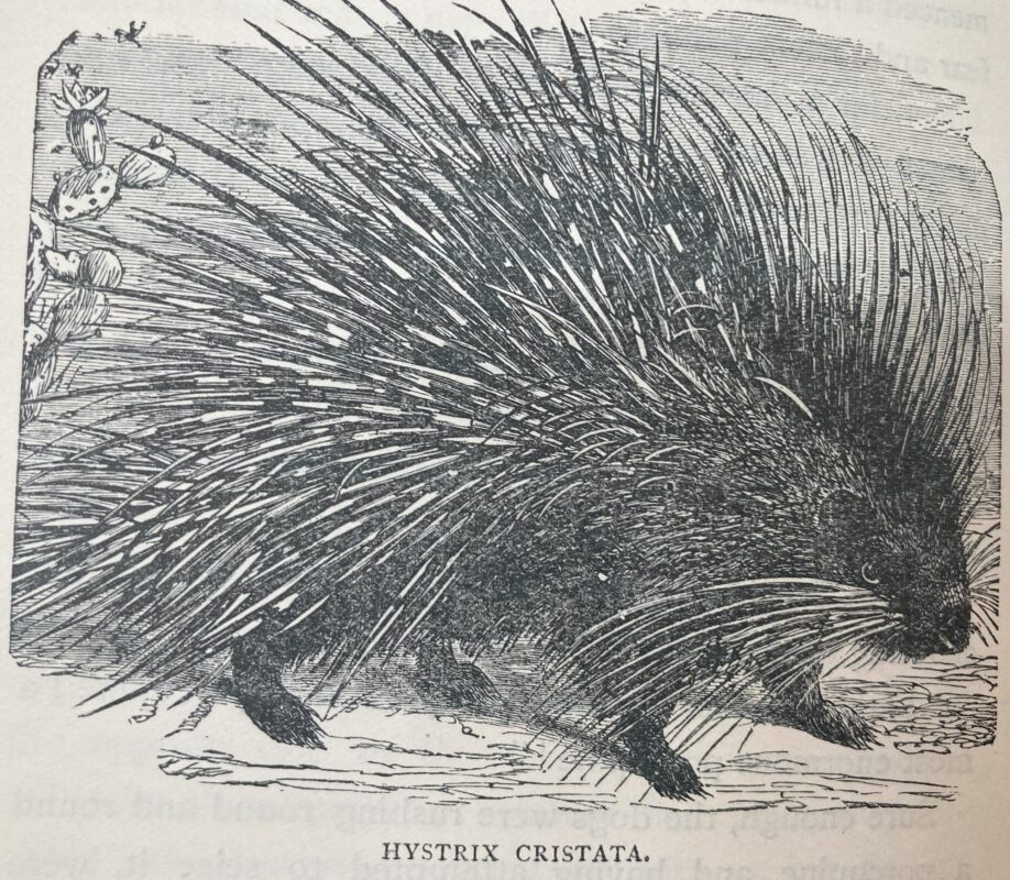 Engraving of a porcupine (hystrix cristata), from an edition from 1891, edited by W.H.G. Kingston (illustrator unknown).