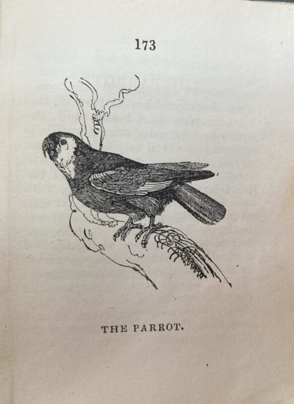 Print of a parrot.