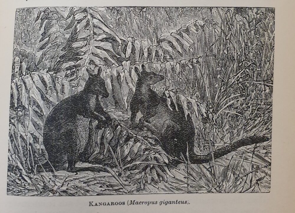 Illustration of two kangaroos.