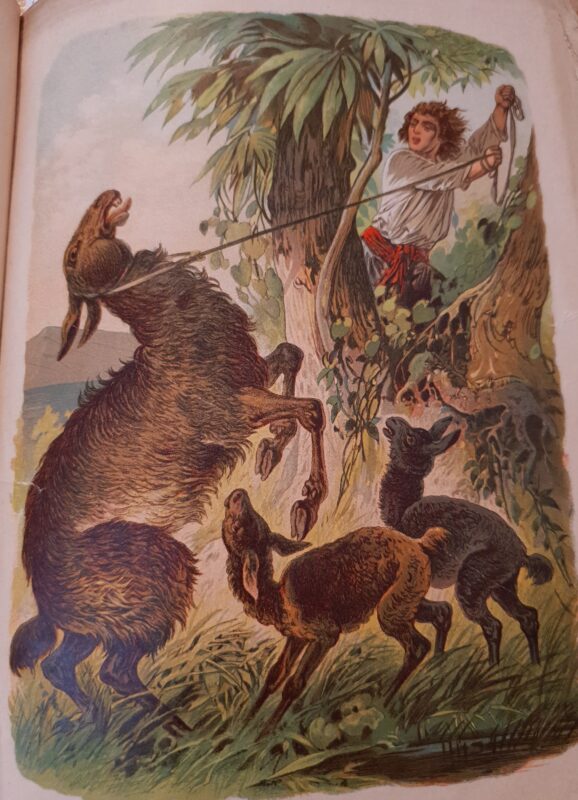 Illustration from Robinson Der Jüngere, showing Crusoe catching a llama.