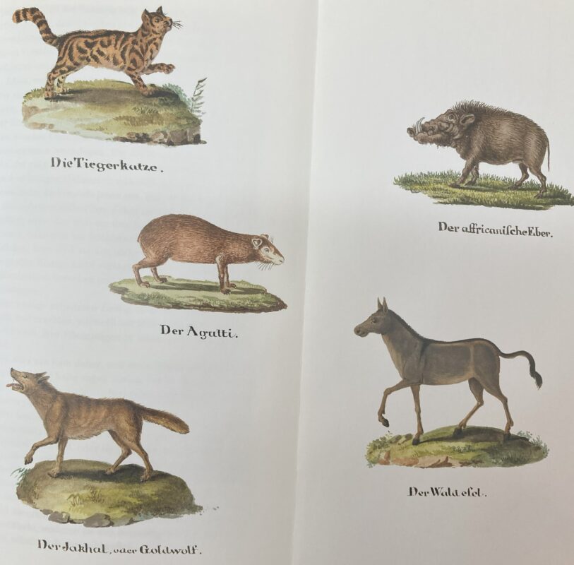 Illustration of the island’s diverse fauna, including portraits of a donkey and a hyena.